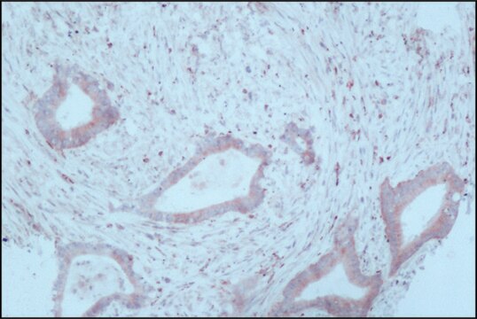 Monoclonal Anti-Tryptophan Hydroxylase antibody produced in mouse clone WH-3, ascites fluid