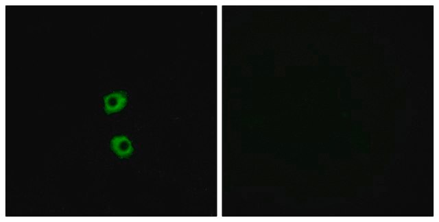 Anti-FZD7 antibody produced in rabbit affinity isolated antibody