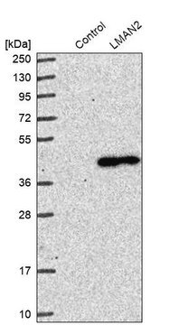 Anti-LMAN2 antibody produced in rabbit Prestige Antibodies&#174; Powered by Atlas Antibodies, affinity isolated antibody, buffered aqueous glycerol solution