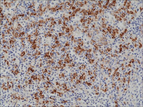 Anti-CD163 antibody, Rabbit monoclonal recombinant, expressed in HEK 293 cells, clone RM371, purified immunoglobulin