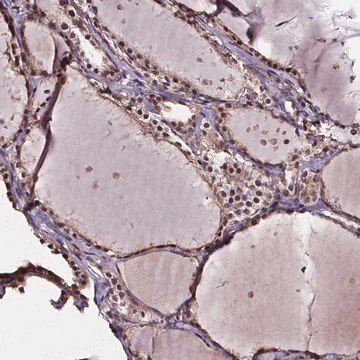 Anti-DDIT3 antibody produced in rabbit Prestige Antibodies&#174; Powered by Atlas Antibodies, affinity isolated antibody, buffered aqueous glycerol solution