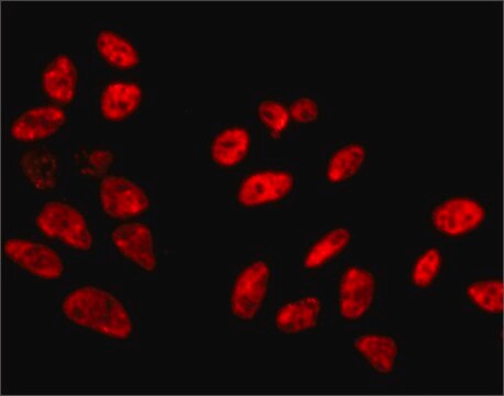 Anti-SFPQ antibody, Mouse monoclonal clone FC23, purified from hybridoma cell culture