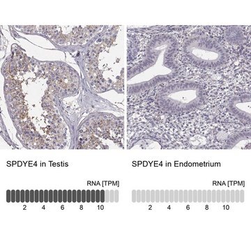 Anti-SPDYE4 antibody produced in rabbit Prestige Antibodies&#174; Powered by Atlas Antibodies, affinity isolated antibody, buffered aqueous glycerol solution