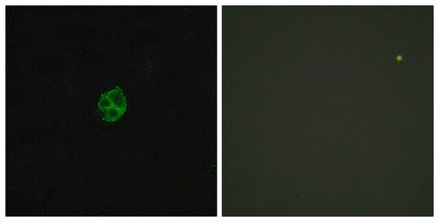 Anti-GPR151 antibody produced in rabbit affinity isolated antibody