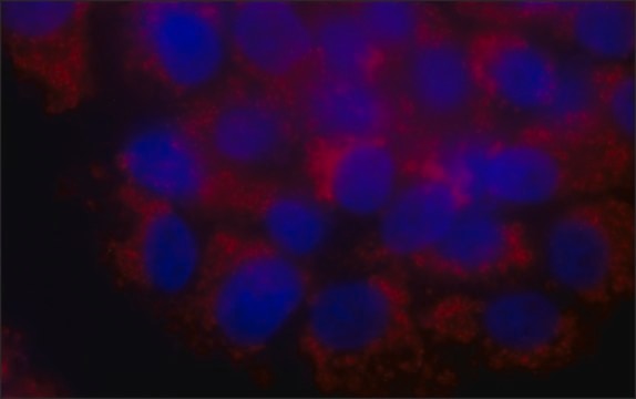 Anti-Mitofilin antibody, Mouse monoclonal clone BNP-28, purified from hybridoma cell culture