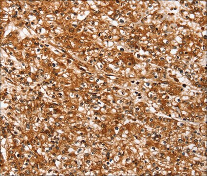 Anti-SLC26A5 antibody produced in rabbit affinity isolated antibody