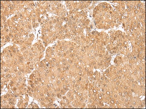 Anti-MAFA affinity isolated antibody