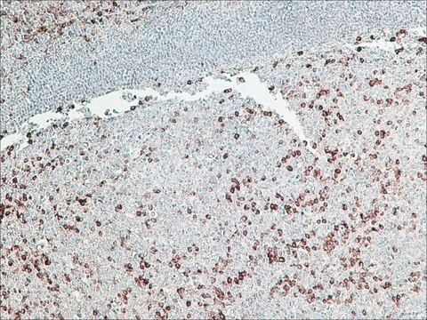 Anti-Kaninchen-IgG-Peroxidaseantikörper (&#947;-kettenspezifisch), Maus, monoklonal clone RG-96, purified from hybridoma cell culture