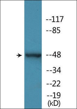 Anti-phospho-YAP (pSer127) antibody produced in rabbit affinity isolated antibody