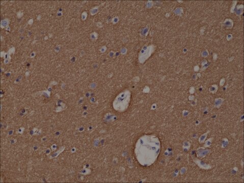 Anti-Syntaxin-1A antibody, Rabbit monoclonal recombinant, expressed in HEK 293 cells, clone RM367, purified immunoglobulin