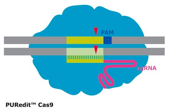 PURedit&#174; Cas9 Protein from Streptococcus pyogenes, recombinant, expressed in E. coli, 3X NLS