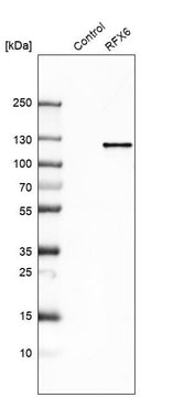 Anti-RFX6 antibody produced in rabbit Prestige Antibodies&#174; Powered by Atlas Antibodies, affinity isolated antibody, buffered aqueous glycerol solution