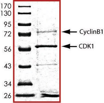 CDK1/CyclinB1, active, GST tagged human PRECISIO&#174; Kinase, recombinant, expressed in baculovirus infected Sf9 cells, &#8805;70% (SDS-PAGE), buffered aqueous glycerol solution