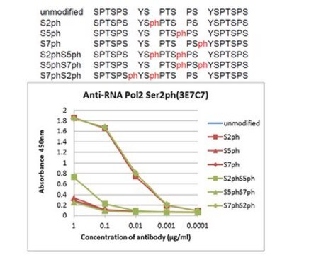 Anti-phospho-RNA-Pol-II(Ser2)-Antikörper, Klon&nbsp;3E7C7 clone 3E7C7, from rat