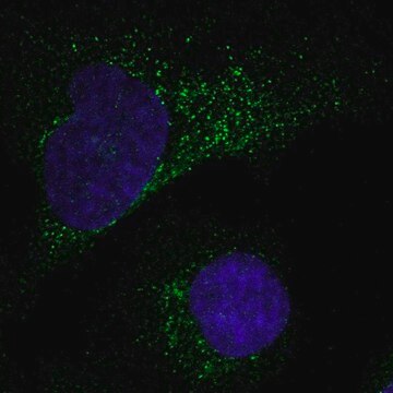 Anti-MMP1 antibody produced in rabbit Prestige Antibodies&#174; Powered by Atlas Antibodies, affinity isolated antibody