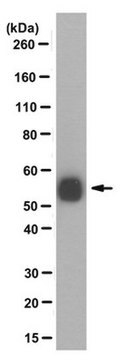 Anti-pan polyglycylated Tubulin Antibody, clone AXO 49 clone AXO 49, from mouse