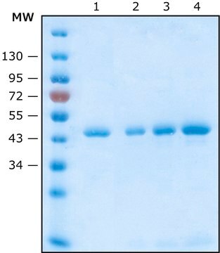 Anti-HA Magnetic Beads Magnetic agarose, suspension