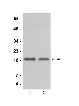 Anti-CENP-A Antibody Upstate&#174;, from rabbit