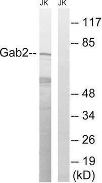 Anti-GAB2 antibody produced in rabbit affinity isolated antibody