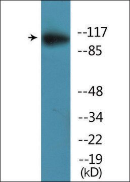 Anti-phospho-MER/SKY (pTyr749/681) antibody produced in rabbit affinity isolated antibody