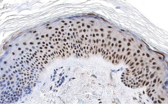 Anti-RXR-alpha Antibody, clone 2I8 ZooMAb&#174; Rabbit Monoclonal recombinant, expressed in HEK 293 cells