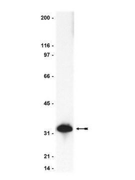 Anti-Caspase&nbsp;3-Antikörper Upstate&#174;, from rabbit