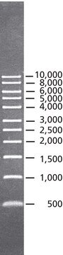 DirectLoad&#8482; 1 kb DNA Ladder ready-to-use marker for DNA electrophoresis