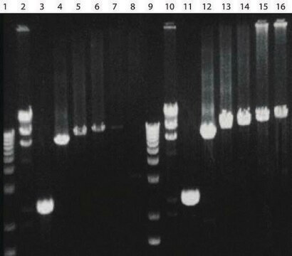 AccuTaq&#8482; LA 10× Puffer 10X Buffer for long and accurate PCR