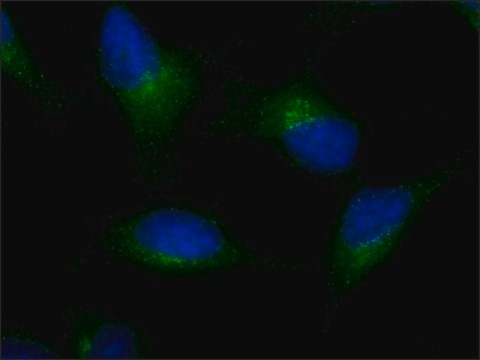 Anti-AMSH-LP / STAMBPL1 (C-terminal) antibody produced in rabbit ~1&#160;mg/mL, affinity isolated antibody