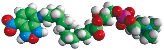 12:0 Lyso NBD PC Avanti Polar Lipids 810128P, powder