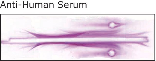 Anti-Humanserum in Kaninchen hergestellte Antikörper fractionated antiserum, lyophilized powder