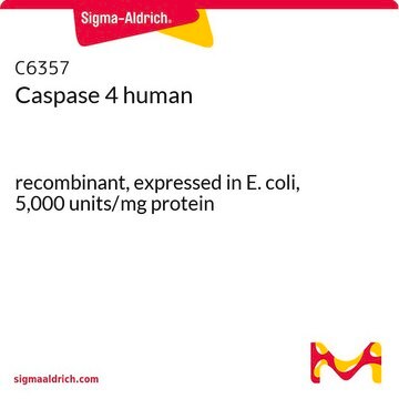 Caspase 4 human recombinant, expressed in E. coli, 5,000&#160;units/mg protein