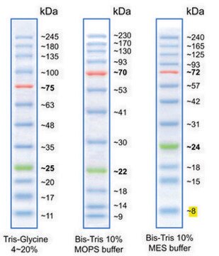 Vorgefärbte BLUeye-Proteinleiter room temperature stable molecular weight markers