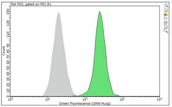 Anti-CD28 Antibody, clone 37.51 clone 37.51, from hamster(Syrian)