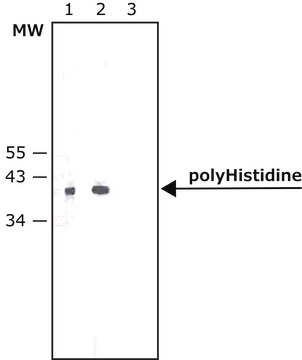 Monoklonaler Anti-Polyhistidin&#8722;alkalischer Phosphatase-Antikörper der Maus clone HIS-1, purified from hybridoma cell culture