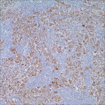 MART-1 (Melan&nbsp;A) (A103) Mouse Monoclonal Antibody