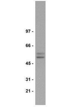 Anti-Smad2/3 Antibody Upstate&#174;, from rabbit