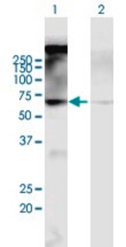 Anti-CHRM2 antibody produced in mouse purified immunoglobulin, buffered aqueous solution