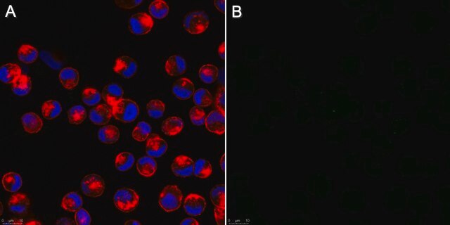 Anti-Influenza A Antibody, nucleoprotein, clones A1, A3 Blend ascites fluid, Chemicon&#174;, from mouse