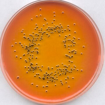 Rappaport-Vassiliadis-Salmonellen-Anreicherungsbouillon (nach harm. EP/USP/JP) NutriSelect&#174; Prime, suitable for microbiology, for Salmonella spp.