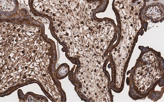 Anti-LAMP-1 Antibody, clone 2E9 ZooMAb&#174; Rabbit Monoclonal recombinant, expressed in HEK 293 cells