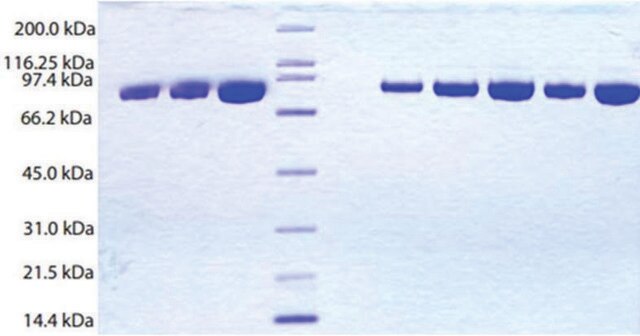 C1 Esterase inhibitor from human plasma &#8805;95% (SDS-PAGE)