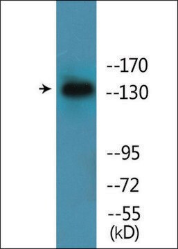 Anti-phospho-EGFR (pTyr1016) antibody produced in rabbit affinity isolated antibody