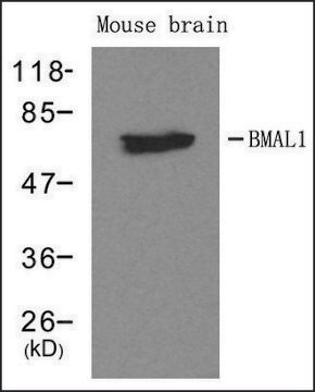 Anti-ARNTL antibody produced in rabbit affinity isolated antibody