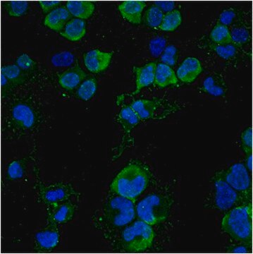 Anti-NG2 Antibody, clone 132.39, Alexa Fluor&#8482;488 Conjugate clone 132.39, from mouse, ALEXA FLUOR&#8482; 488