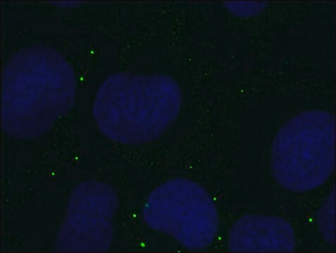 Anti-DDX6-Alexa488 antibody, Mouse monoclonal clone DDX6-34, purified from hybridoma cell culture