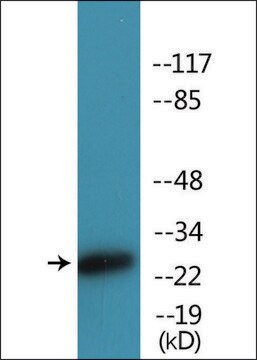 Anti-phospho-CD28 (pTyr218) antibody produced in rabbit affinity isolated antibody