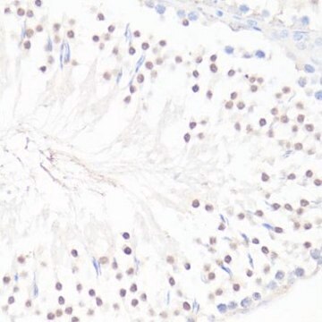 Anti-GLI1 antibody produced in rabbit