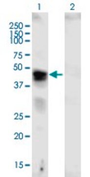 Anti-VCAN antibody produced in mouse purified immunoglobulin, buffered aqueous solution