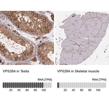 Monoclonal Anti-VPS26A antibody produced in mouse Prestige Antibodies&#174; Powered by Atlas Antibodies, clone CL2287, purified immunoglobulin, buffered aqueous glycerol solution